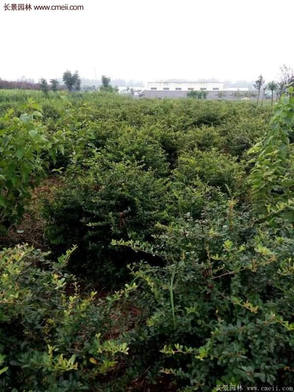 沭陽火棘的標(biāo)準(zhǔn) 沭陽火棘的標(biāo)準(zhǔn)