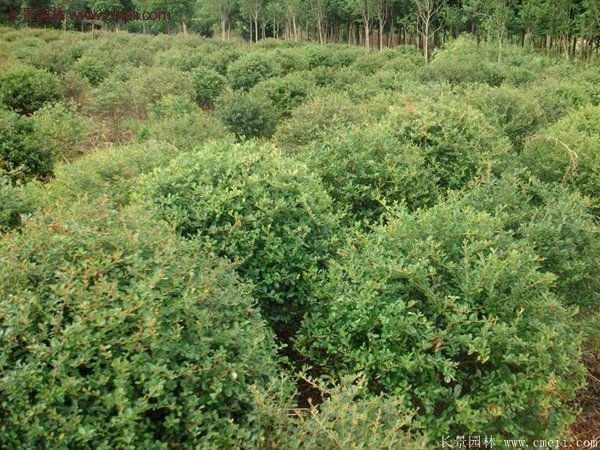 沭陽火棘的標(biāo)準(zhǔn) 沭陽火棘的標(biāo)準(zhǔn)