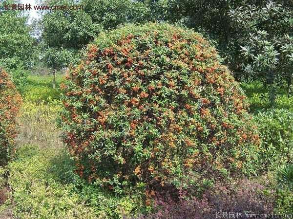 沭陽火棘的標(biāo)準(zhǔn) 沭陽火棘的標(biāo)準(zhǔn)