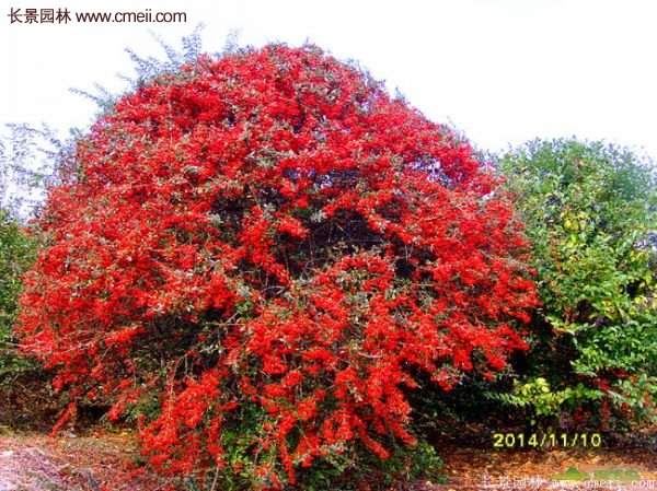 沭陽火棘的標(biāo)準(zhǔn) 沭陽火棘的標(biāo)準(zhǔn)