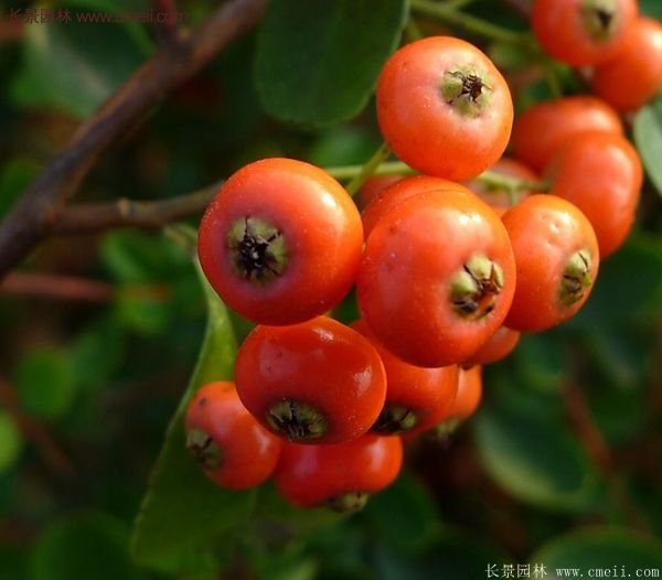 沭陽火棘苗、火棘球