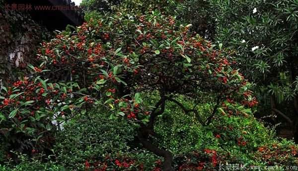 沭陽火棘苗、火棘球