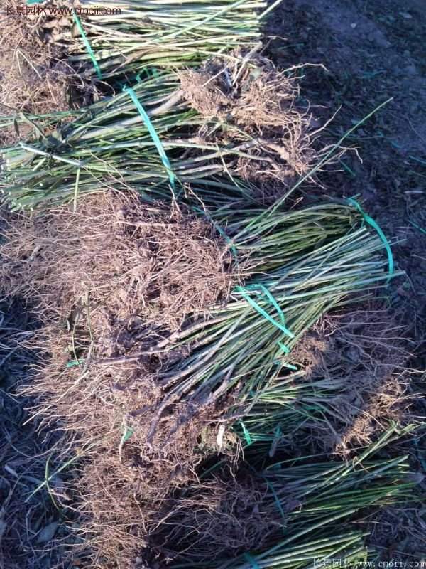 沭陽連翹苗供應