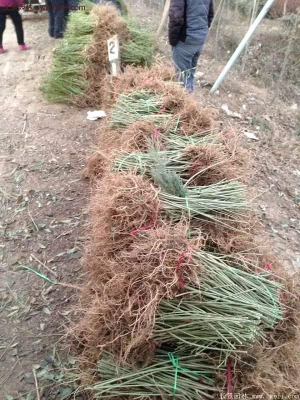 沭陽連翹苗供應