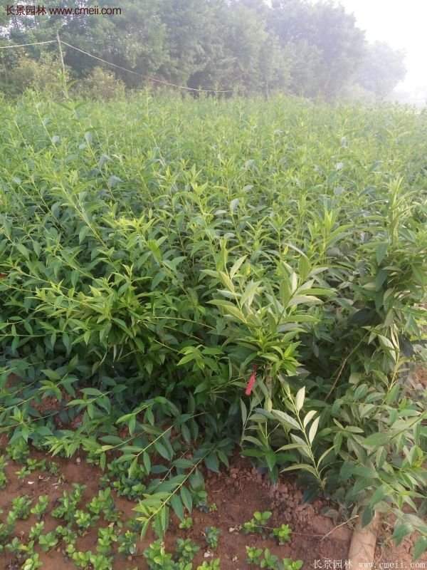 沭陽(yáng)連翹規(guī)格