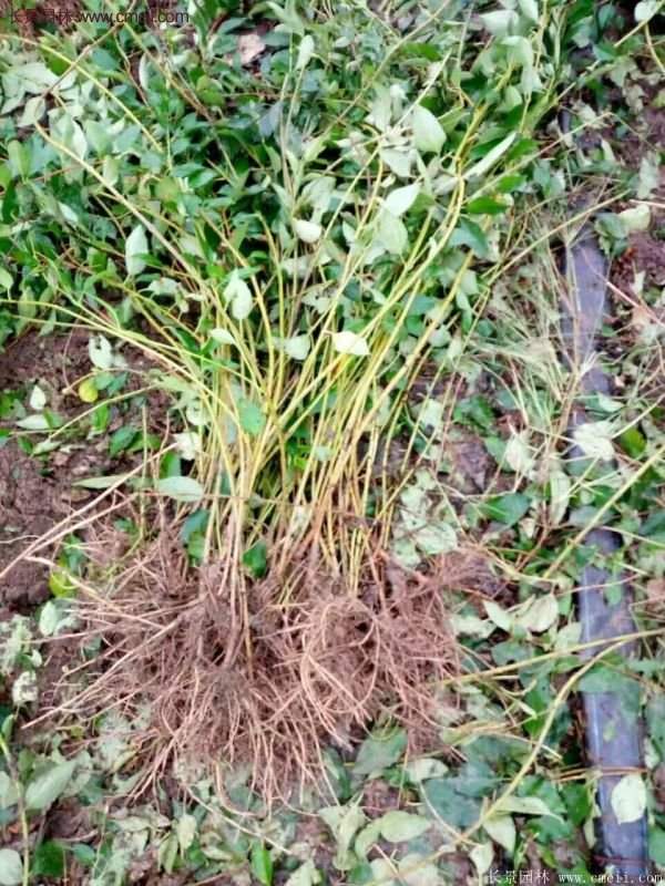 沭陽(yáng)連翹規(guī)格