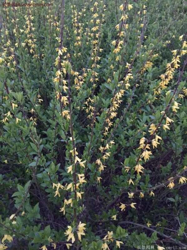 沭陽(yáng)連翹規(guī)格