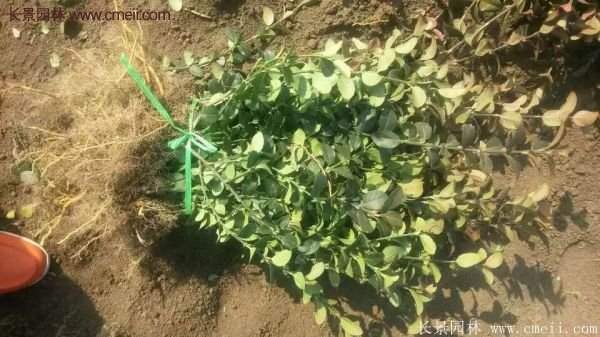 沭陽衛矛球 沭陽衛矛球