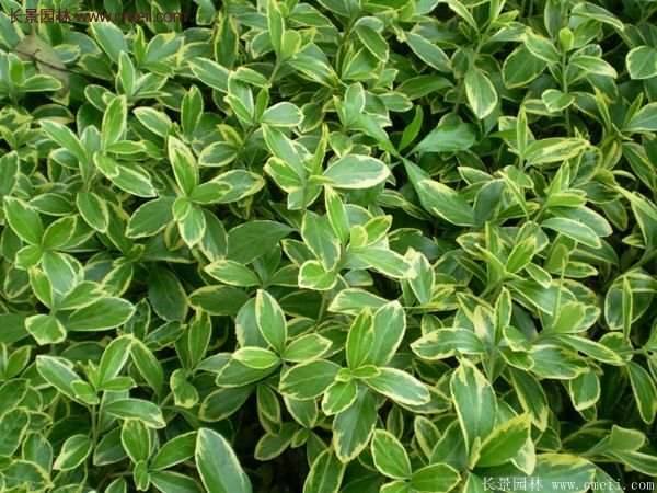 沭陽(yáng)金邊黃楊的價(jià)格