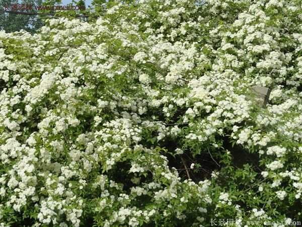 便宜的多花薔薇去哪買(mǎi)？