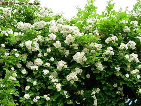 便宜的多花薔薇去哪買(mǎi)？