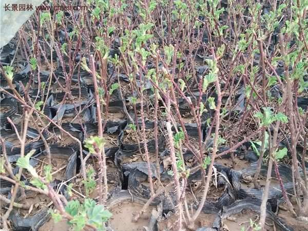 便宜的多花薔薇去哪買(mǎi)？