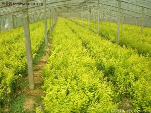 金葉女貞基地 金葉女貞基地