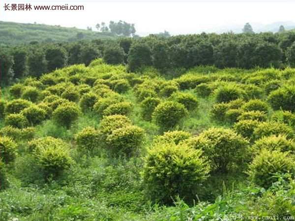 金葉女貞基地 金葉女貞基地
