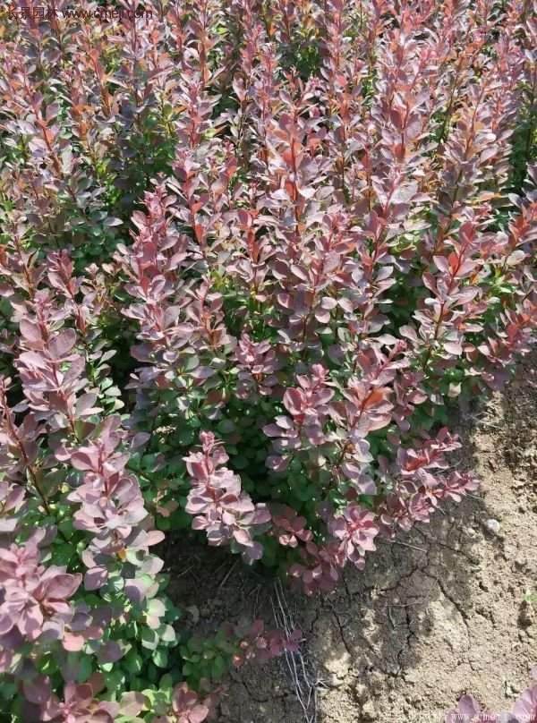 沭陽紅葉小檗基地照片 沭陽紅葉小檗基地照片