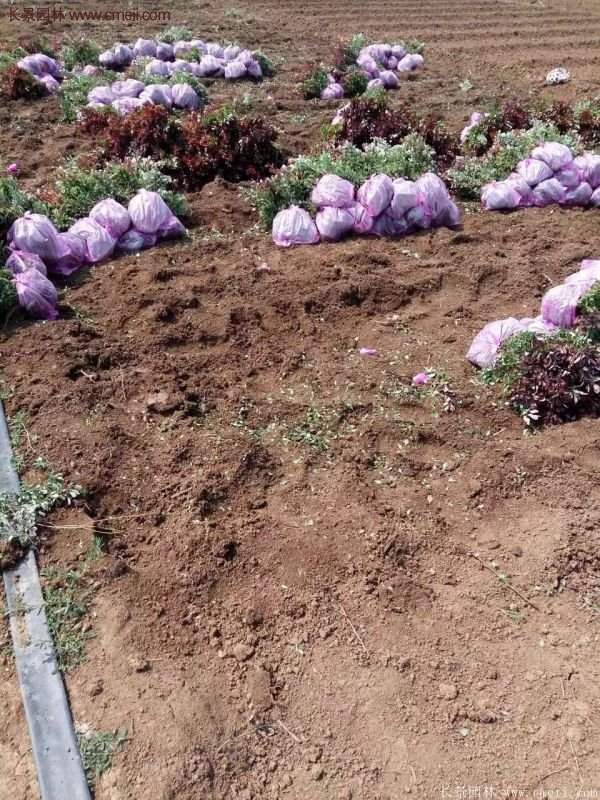 紅葉小檗基地 紅葉小檗基地