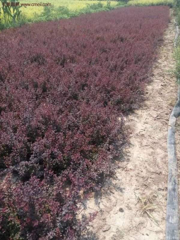 紅葉小檗的種植 紅葉小檗的種植