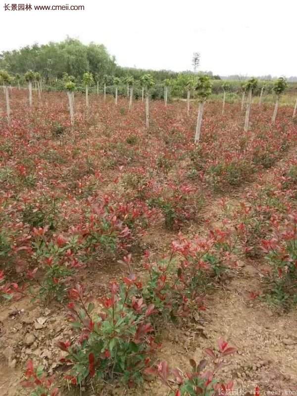 沭陽(yáng)基地的紅葉石楠