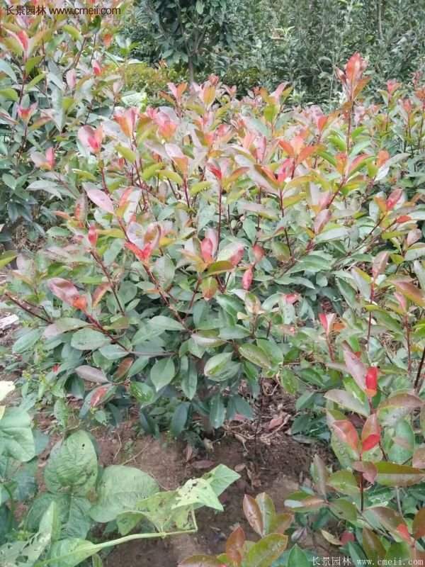 紅葉石楠基地 紅葉石楠基地