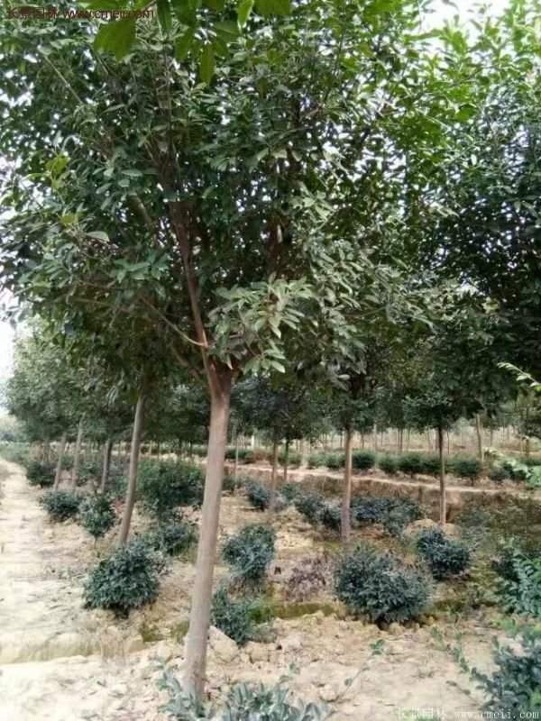 沭陽長景園林基地的紅葉石楠 沭陽長景園林基地的紅葉石楠