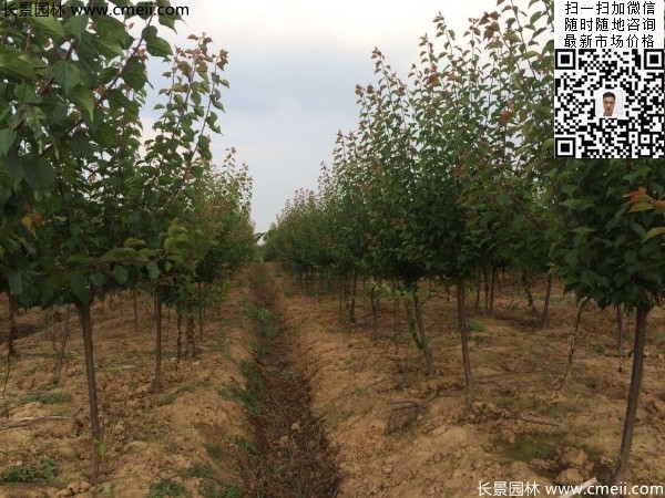 地徑5-7公分紅梅，數量7000棵左右