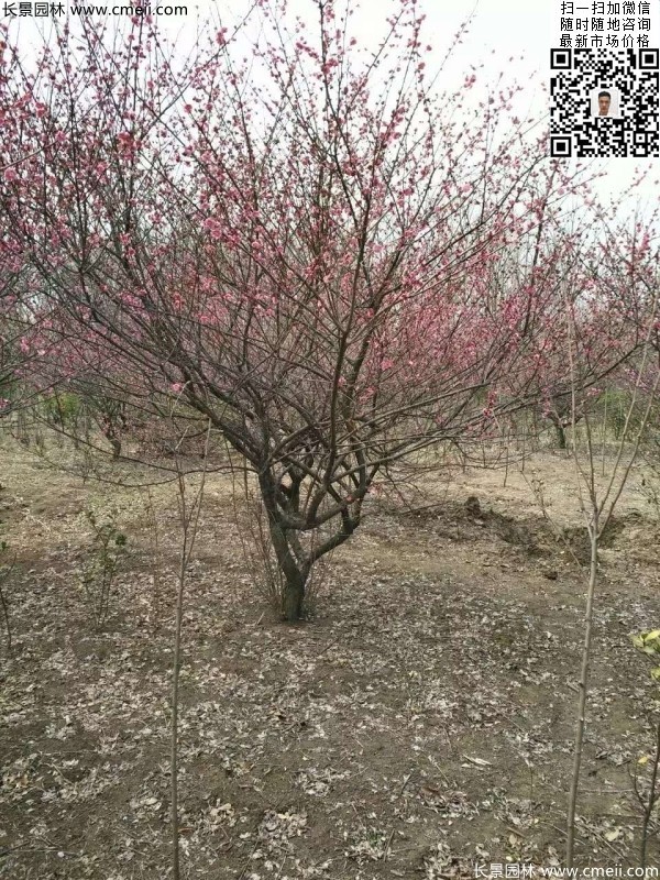 地徑5-7公分紅梅,數量7000棵左右