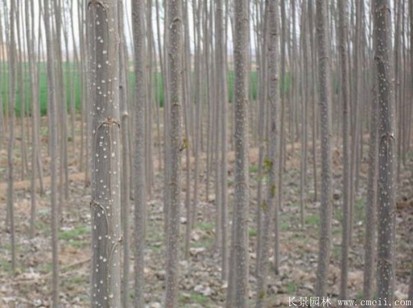 便宜的楊樹苗哪里有賣?