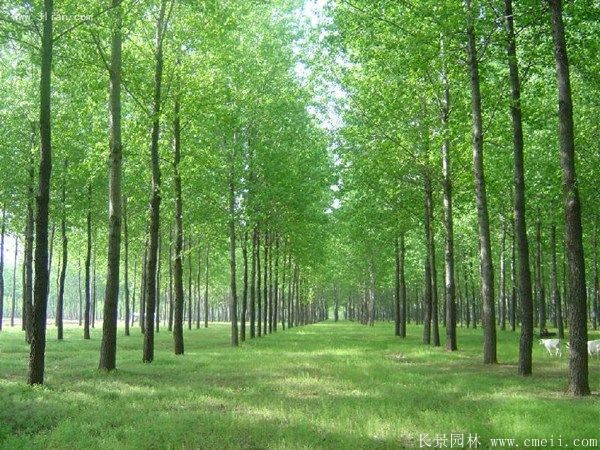 便宜的楊樹苗哪里有賣?