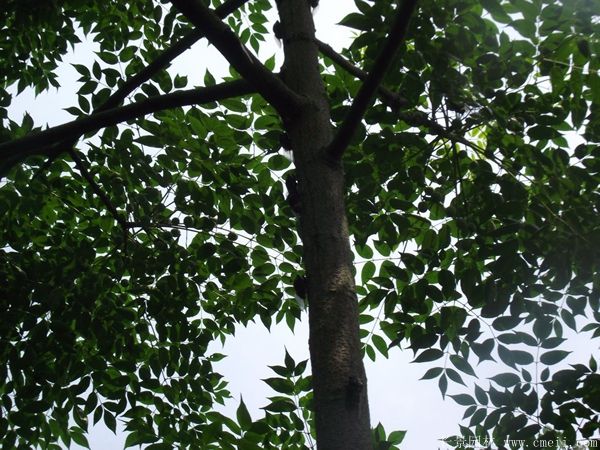 苦楝樹樹干樹皮