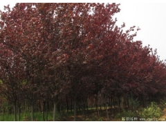 紅葉李 2022年市場(chǎng)最新紅葉李價(jià)格