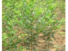 3~18公分日本櫻花樹(shù)，海量現(xiàn)貨直銷，價(jià)格全國(guó)最