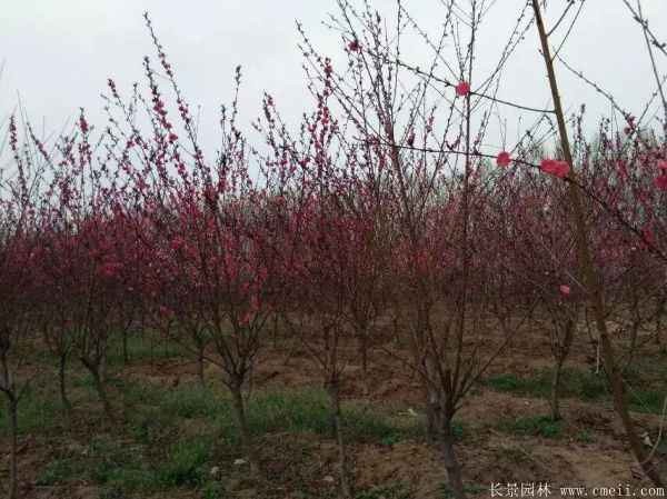 紅葉碧桃圖片紅葉碧桃基地實拍 紅葉碧桃圖片紅葉碧桃基地實拍