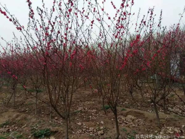 紅葉碧桃圖片紅葉碧桃基地實拍 紅葉碧桃圖片紅葉碧桃基地實拍