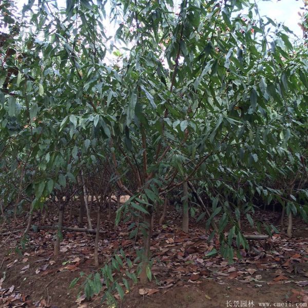 紅葉碧桃圖片紅葉碧桃基地實拍 紅葉碧桃圖片紅葉碧桃基地實拍