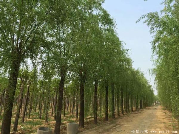 垂柳圖片垂柳基地實(shí)拍 垂柳圖片垂柳基地實(shí)拍