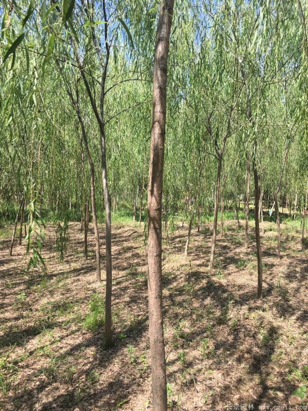 垂柳圖片垂柳基地實(shí)拍 垂柳圖片垂柳基地實(shí)拍