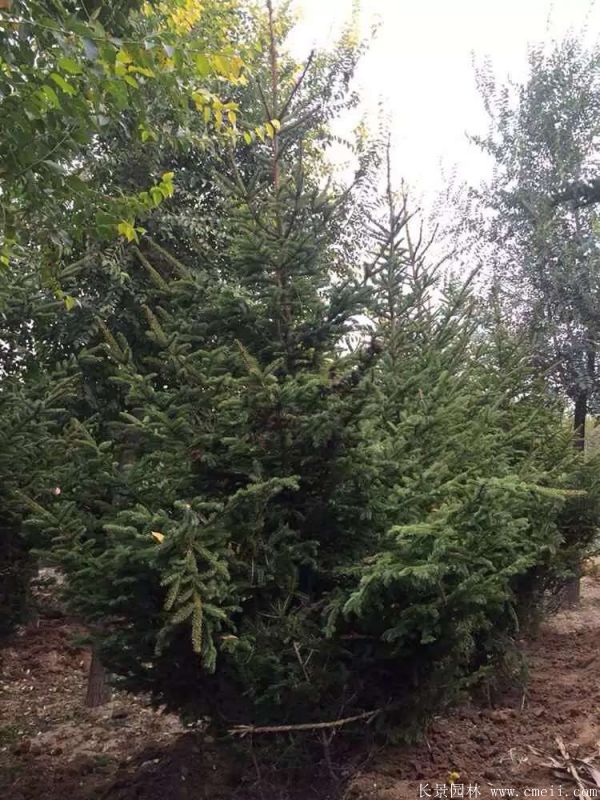 云杉圖片基地實拍 云杉圖片基地實拍