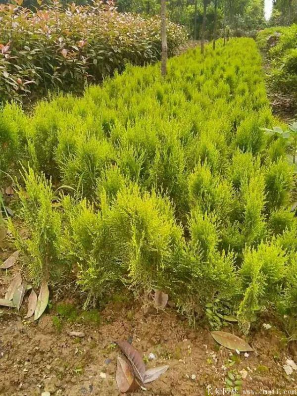 灑金柏種子發(fā)芽出苗圖片