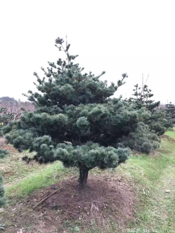 五針?biāo)蓤D片五針?biāo)苫貙?shí)拍