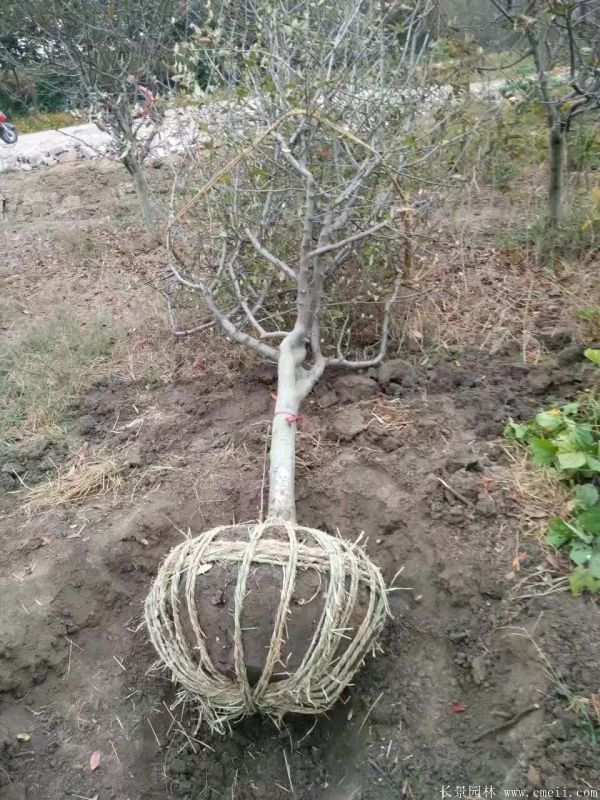 垂絲海棠圖片基地實(shí)拍 垂絲海棠圖片基地實(shí)拍