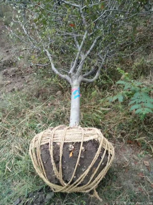 垂絲海棠圖片基地實(shí)拍 垂絲海棠圖片基地實(shí)拍