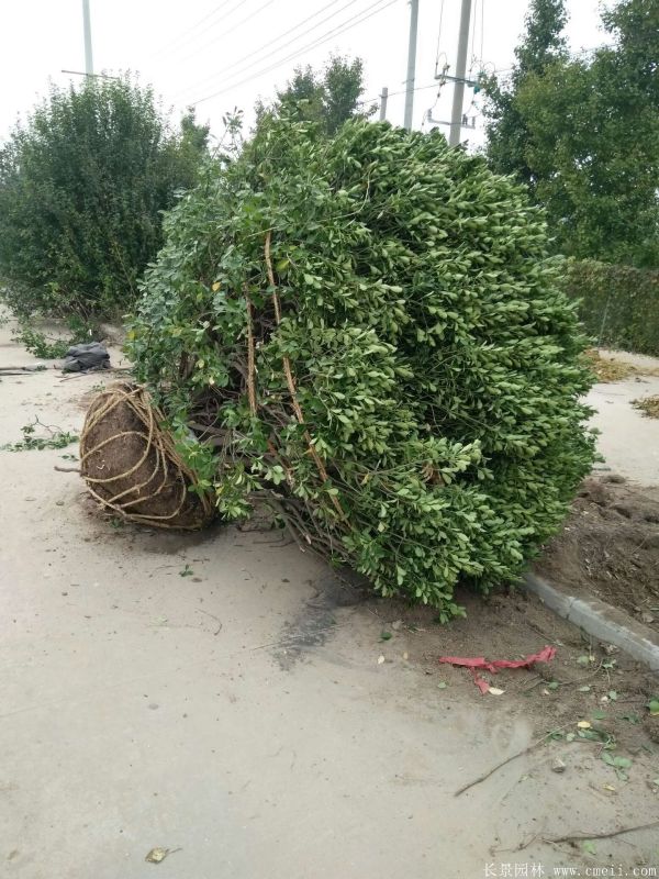 大葉黃楊球圖片基地實拍