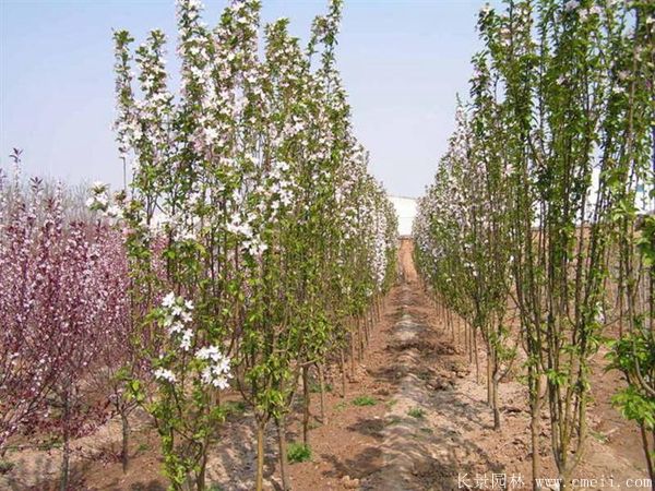 西府海棠圖片基地實拍 西府海棠圖片基地實拍