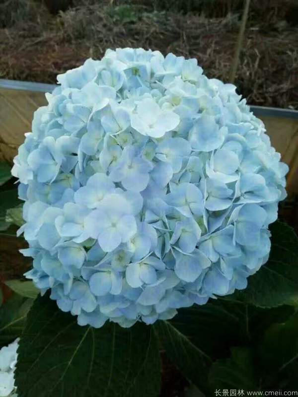 八仙花圖片基地實(shí)拍 八仙花圖片基地實(shí)拍