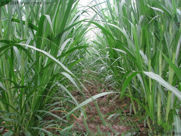 高產牧草皇竹草圖片 高產牧草皇竹草圖片