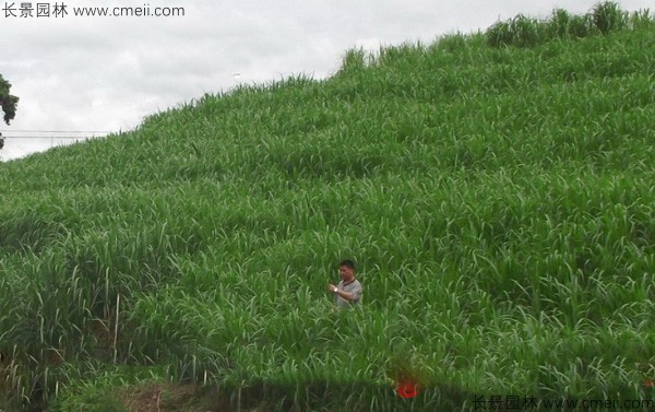 高產牧草皇竹草圖片 高產牧草皇竹草圖片