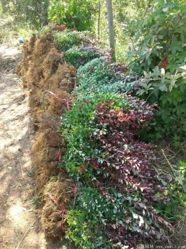 紅葉小檗圖片基地實拍 紅葉小檗圖片基地實拍