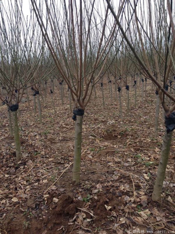 綠梅圖片基地實拍