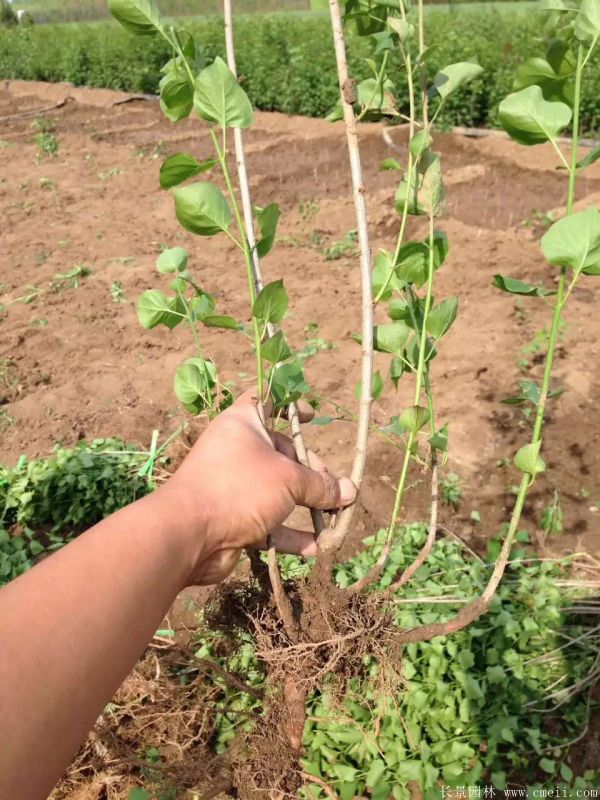 丁香圖片基地實拍 丁香圖片基地實拍