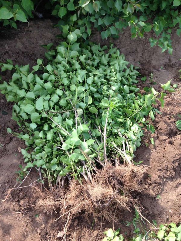 丁香圖片基地實拍 丁香圖片基地實拍